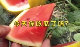 热门大瓜每日必吃 17吃瓜fun,17吃瓜fun，尽享热门资讯狂欢